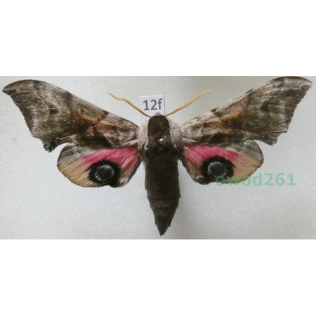 Smerinthus ocellata (Linnaeus, 1758) Poland12f